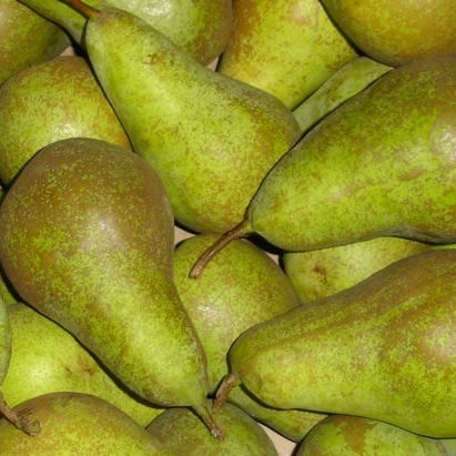 Груша Конференция