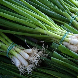 Лук зеленый (1 пучок)