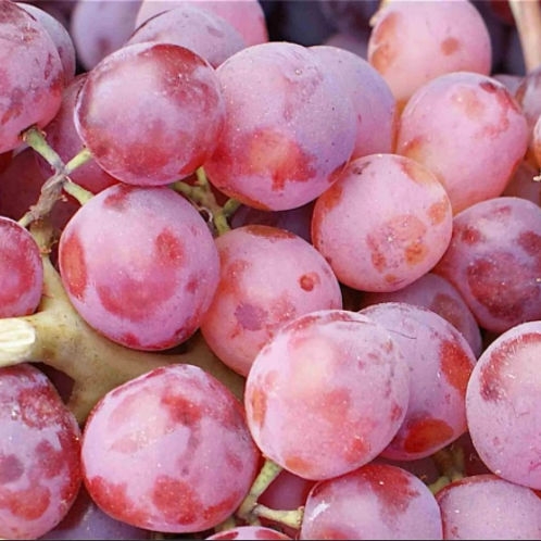 Виноград Кардинал